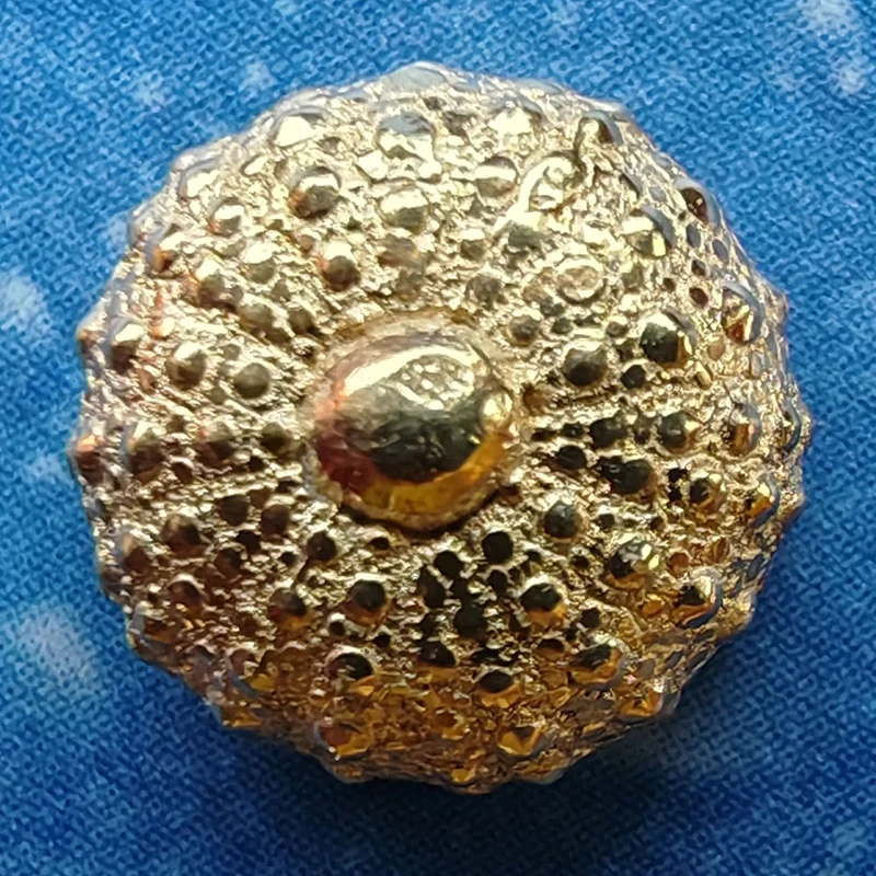 Gold Seeigel Ohrringe