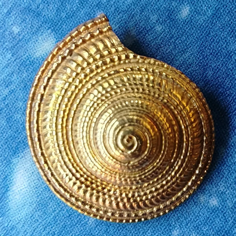 Sonne Strand Meer Schmuck Sonnenuhrschnecke Gold Ohrschmuck