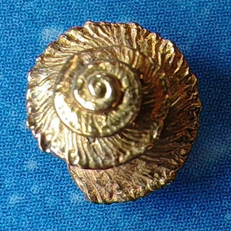 Meerweh Ohrstecker Kreiselschnecke ger Gold Ohrschmuck