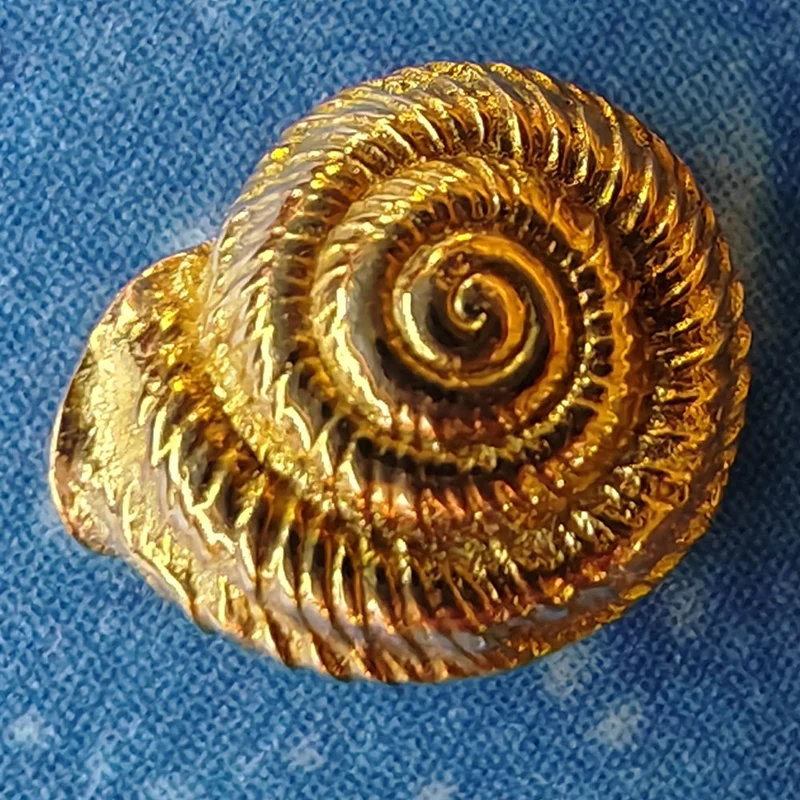 Sommer Sonne Strand Ohrstecker Schnecke qu Gold