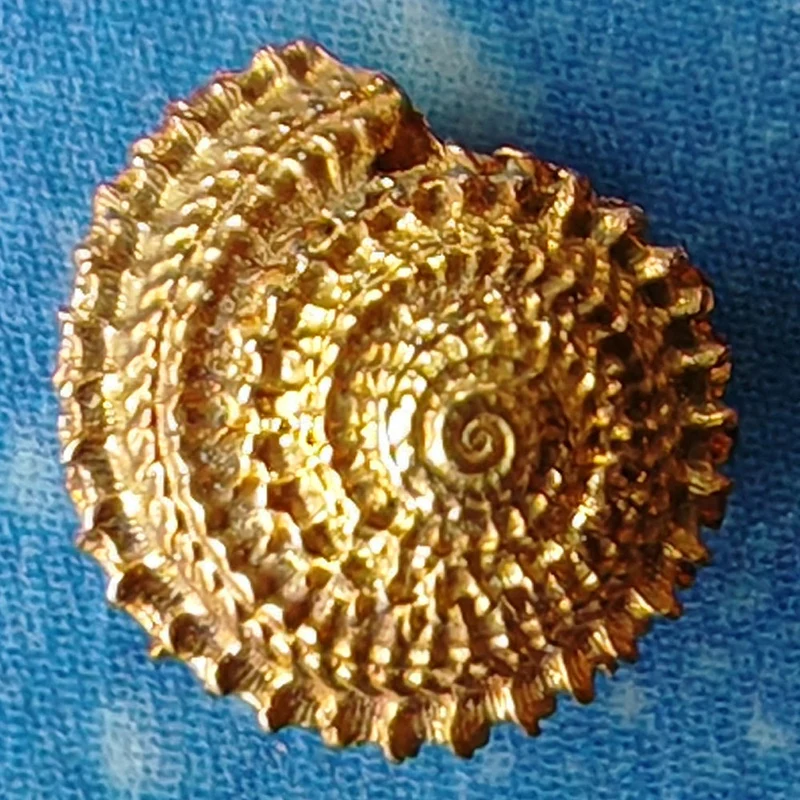 Ohrstecker Schnecke Stachelige Knopf 750 Gold