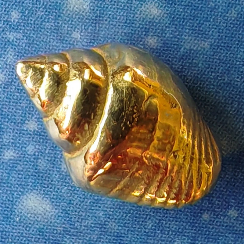 Strombustäubchen small Ohrstecker Gold 18 Karat