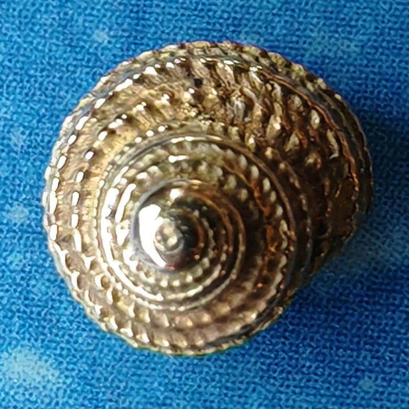 Gold Inselschmuck Ohrstecker Knopfschnecke geg.ho