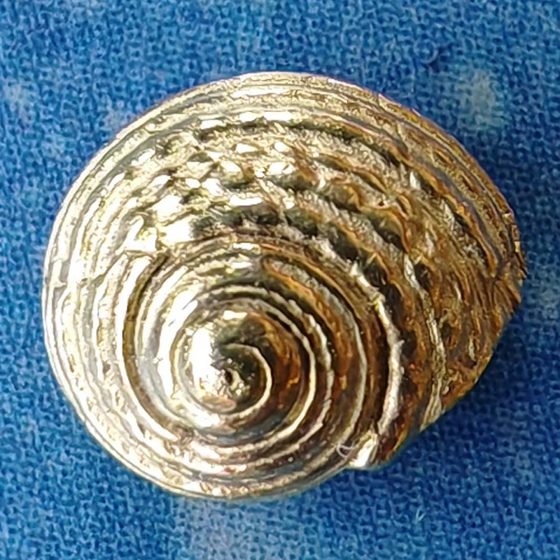 Meerweh Schmuck Knopfschnecke Stecker ohrschmuck gold