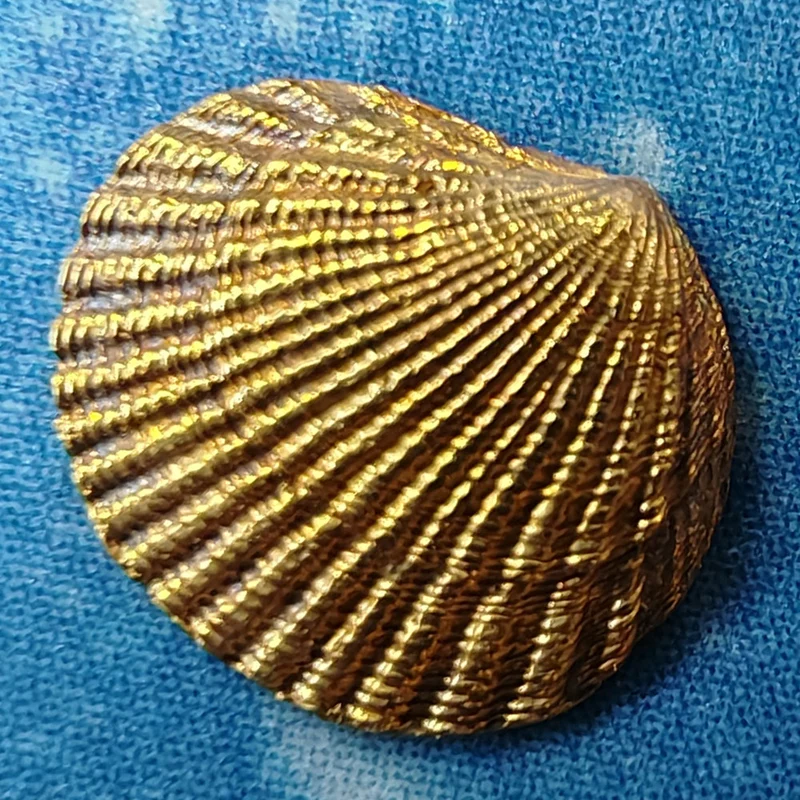 Muschel Ohrschmuck Stecker Punktmond Gold 18 Karat