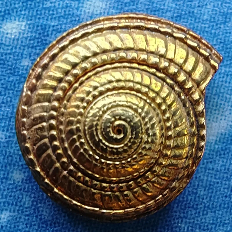 Gold Schnecke Ohrring Sonnenuhr xxs