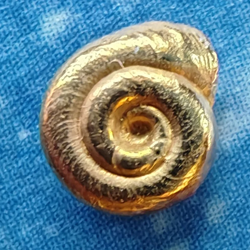 Gold Schnecke Ohrstecker Lagune xxs