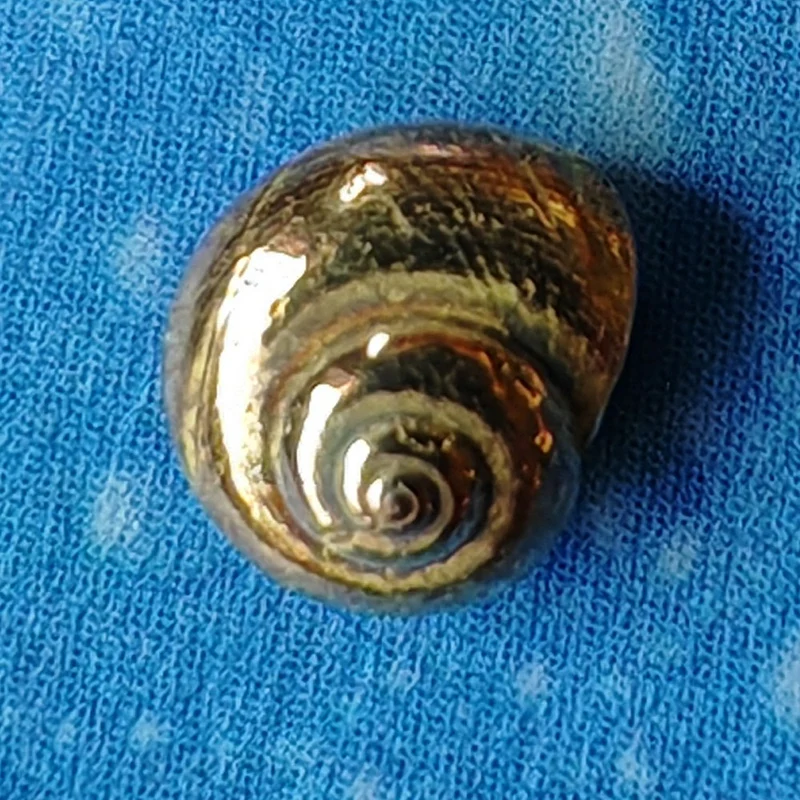 Ohrstecker Schnecke Gold Knopf s
