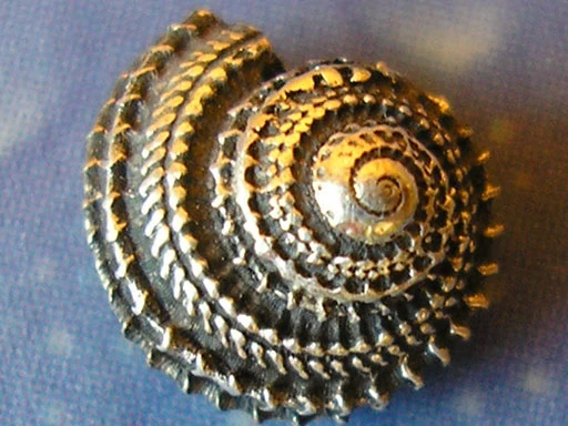 Ohrstecker Schnecke Stachelige Knopf