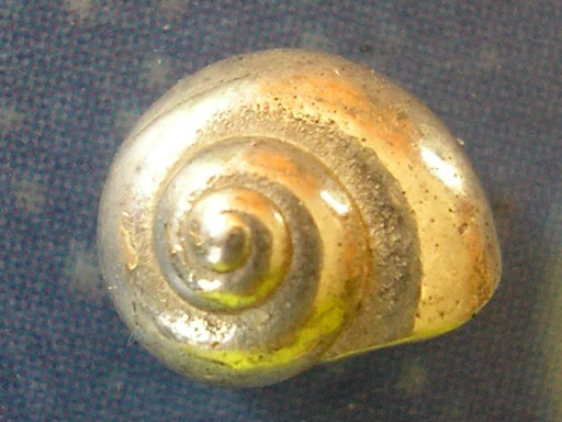 Ohrstecker Schnecke Silber Knopf s