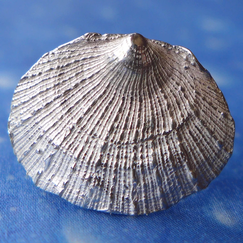 Ohrstecker Blatt Muschel Silber