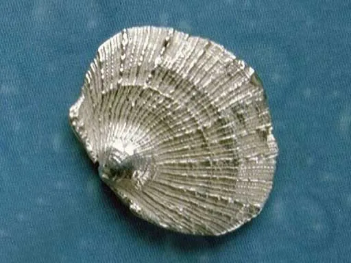 Ohrstecker Blatt Muschel Silber