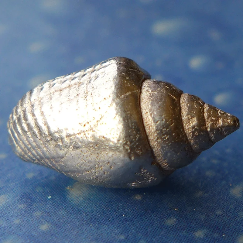 Neptuns Schmuck Strombustäubchen m