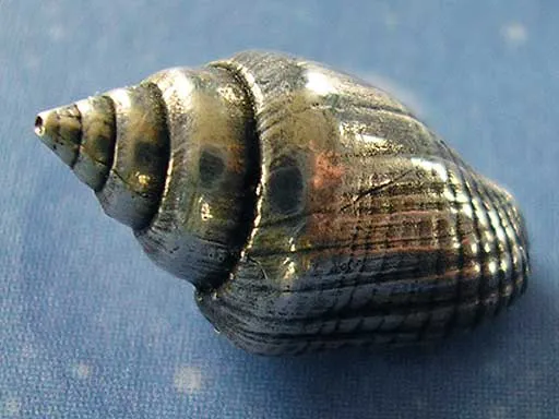Neptuns Schmuck Strombustäubchen m