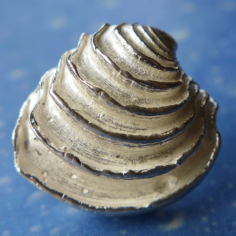 Naturschmuck Venus Muschel Ohrstecker st. m