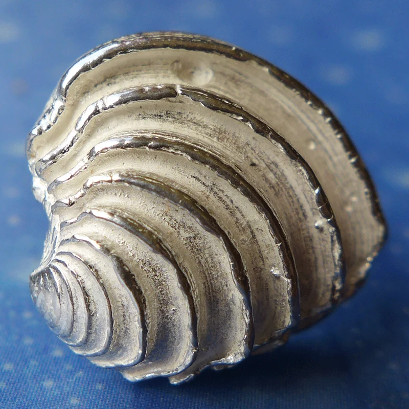 Naturschmuck Venus Muschel Ohrstecker st. m
