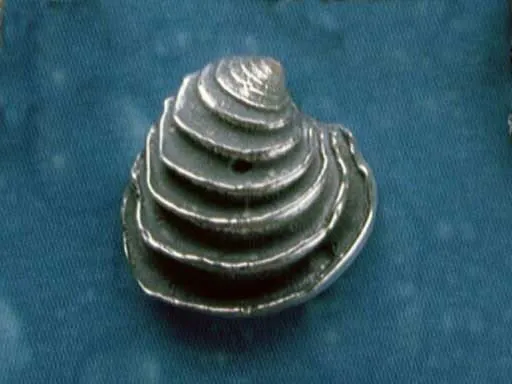 Naturschmuck Venus Muschel Ohrstecker st. m