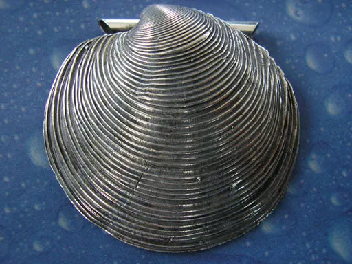 Muschelschmuck Anhänger Silber Lucina