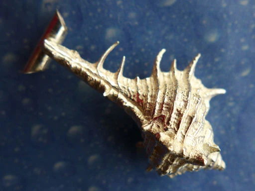 Murex Schmuck Anhänger Silber l