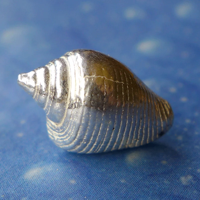 Meerweh Schmuck Lippentäubchen Ohrstecker