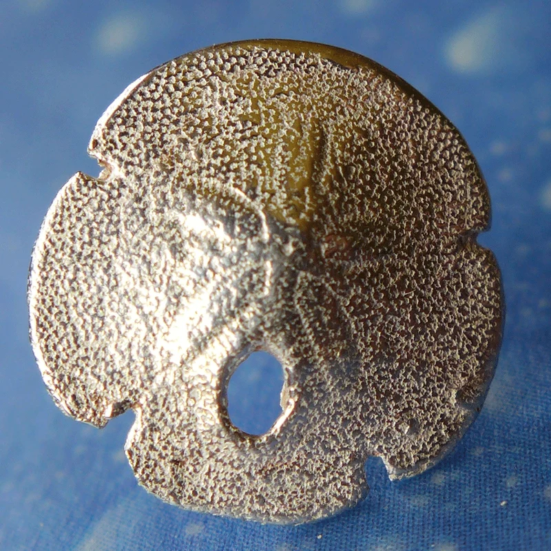 Pansy Shell Sanddollar Ohrstecker xs