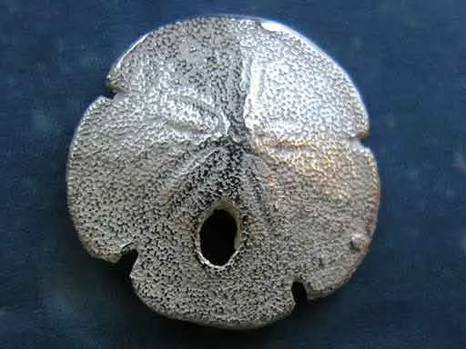 Pansy Shell Sanddollar Ohrstecker xs