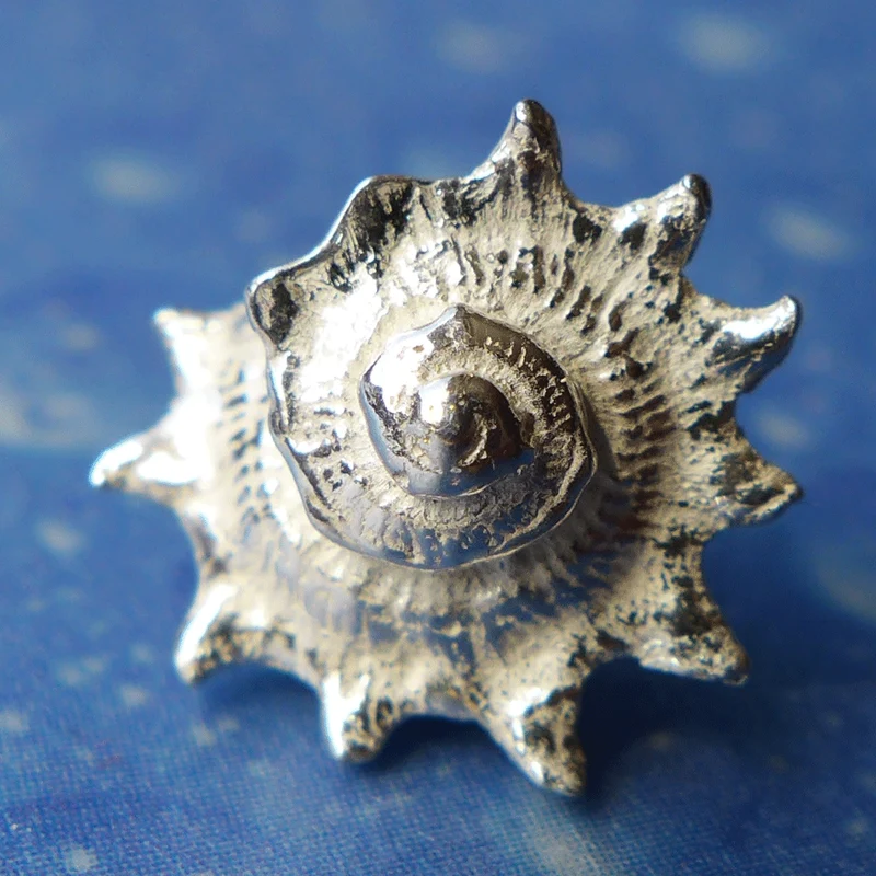 Organischer Schmuck Stachelige Sonnenschnecke m OS