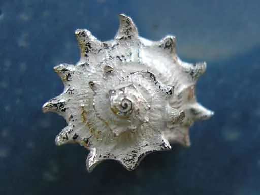 Organischer Schmuck Stachelige Sonnenschnecke m OS
