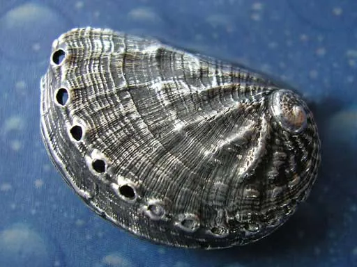 Meerohr Brosche