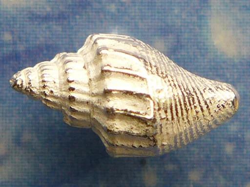 Meerjungfrau Schmuck Turrid Schnecke Ohrstecker