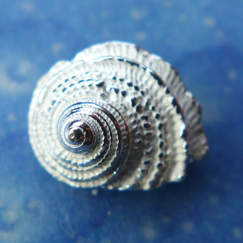 Meeresschnecke Ohrschmuck Silber Ohrstecker gerippt