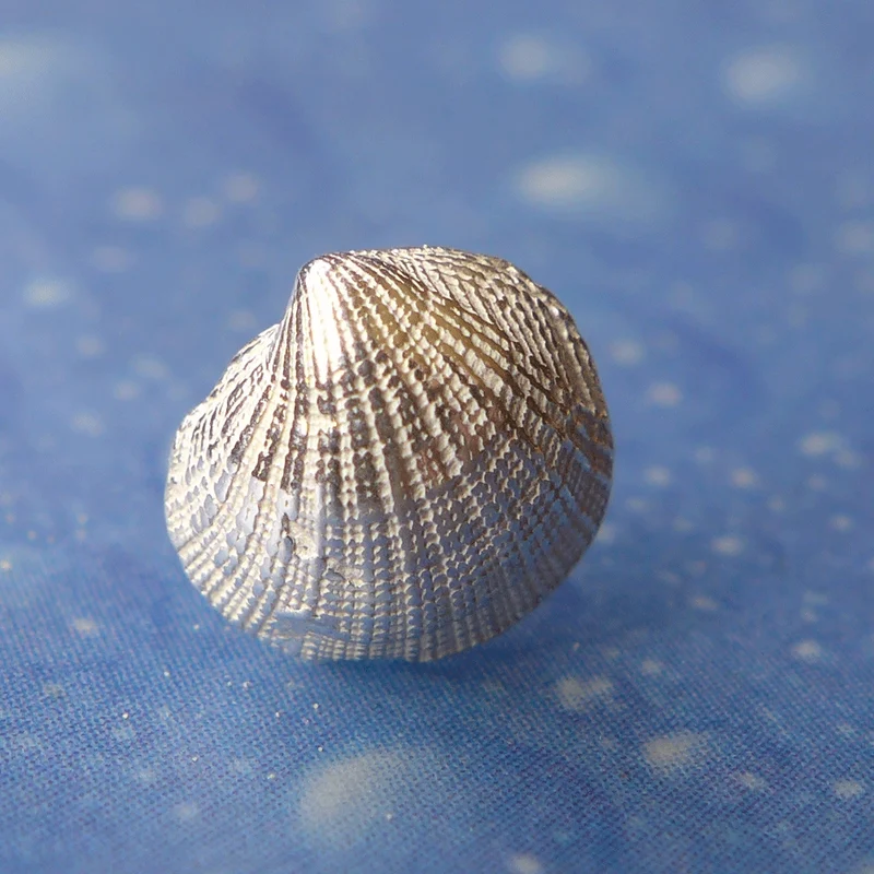Meeresbrise Schmuck Sandmuschel Ohrstecker