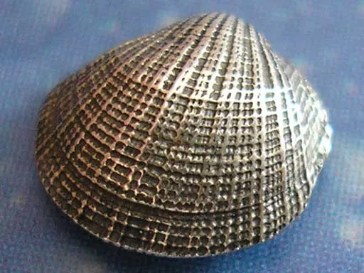 Meeresbrise Schmuck Sandmuschel Ohrstecker