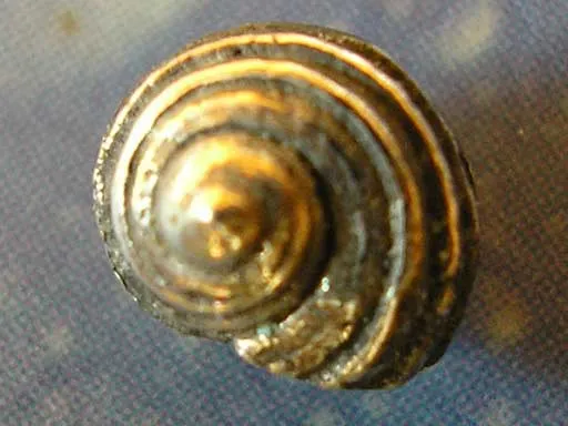 Meeresbrise Schmuck Knopfschnecke Stecker grstr
