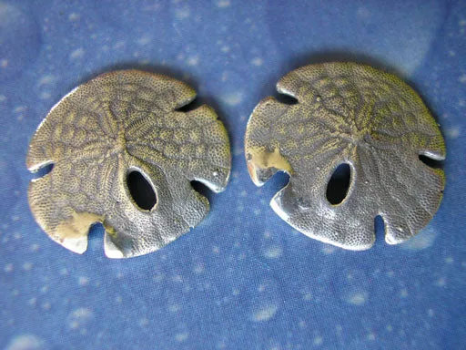 Meer Tiere Schmuck Sanddollar Ohrstecker s