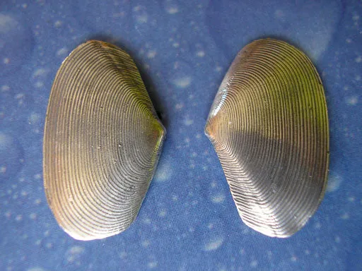 Meer Schmuck Tellmuschel Ohrstecker