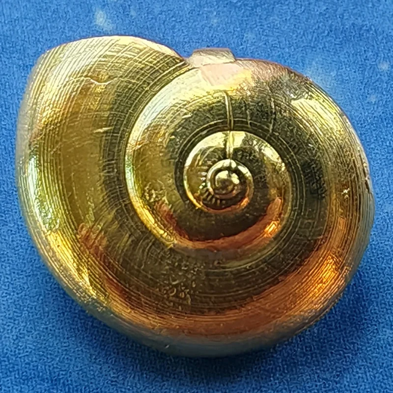 Taucherschmuck Gold Anhänger Schnecke Sonnenknopf