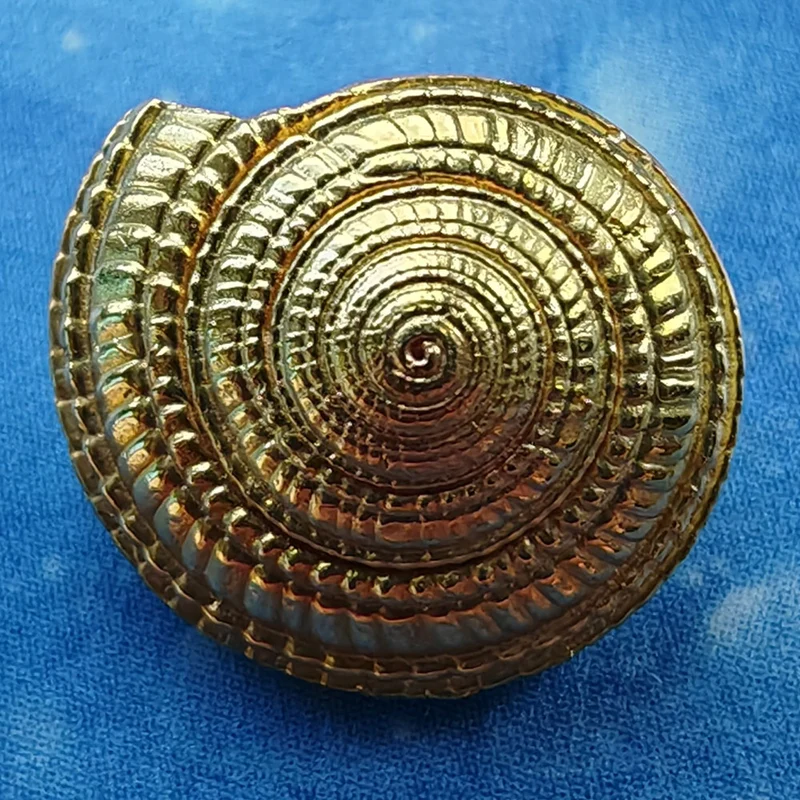 Maritimer Gold Anhänger Schnecke Sonnenuhr xs