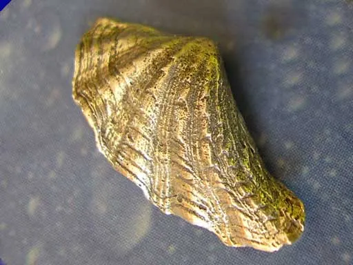 Wellenmuschel medium Brosche