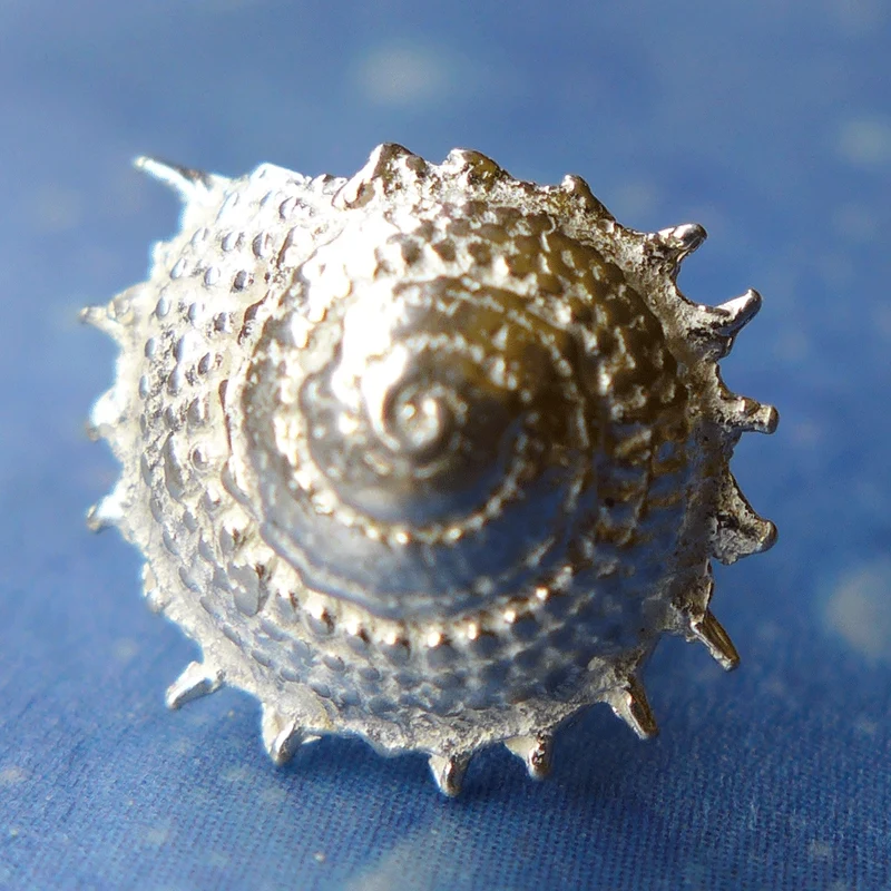 Vitamin Sea Sonnenschnecke Ohrstecker fst