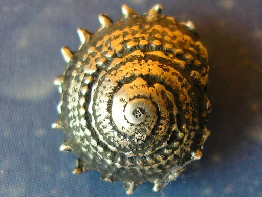 Vitamin Sea Sonnenschnecke Ohrstecker fst