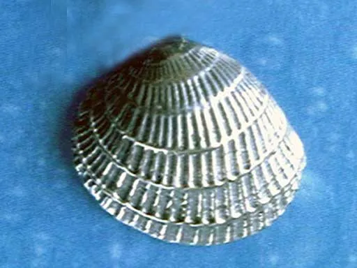 Venus Muschel Schmuck Ohrstecker LV s
