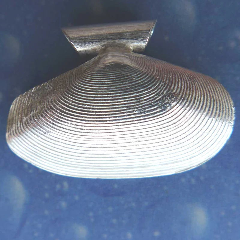 Tell Muschel Nordsee Schmuck