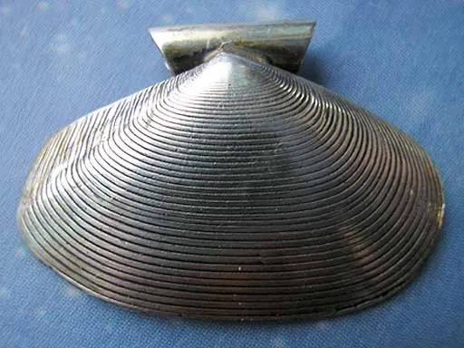 Tell Muschel Nordsee Schmuck