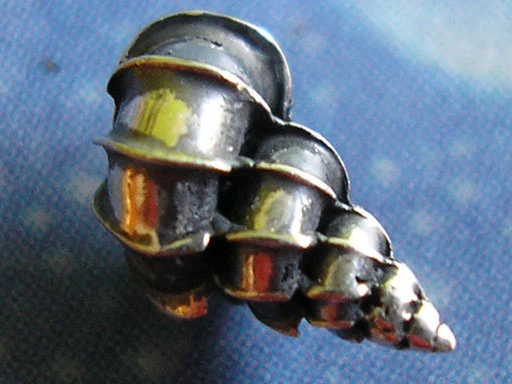 Taucherschmuck Wendeltreppe Ohrstecker xxs e