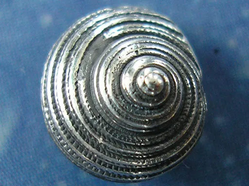 Taucherschmuck Schnecke Sonnenuhr Ohrstecker h