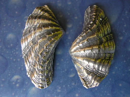 Taucherschmuck Mörder Muschel m