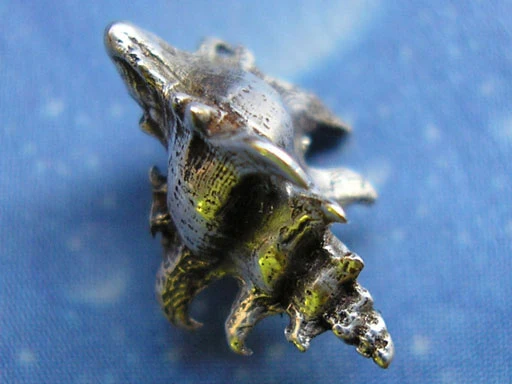 Schmuck vom Meer inspiriert Hakenschnecke