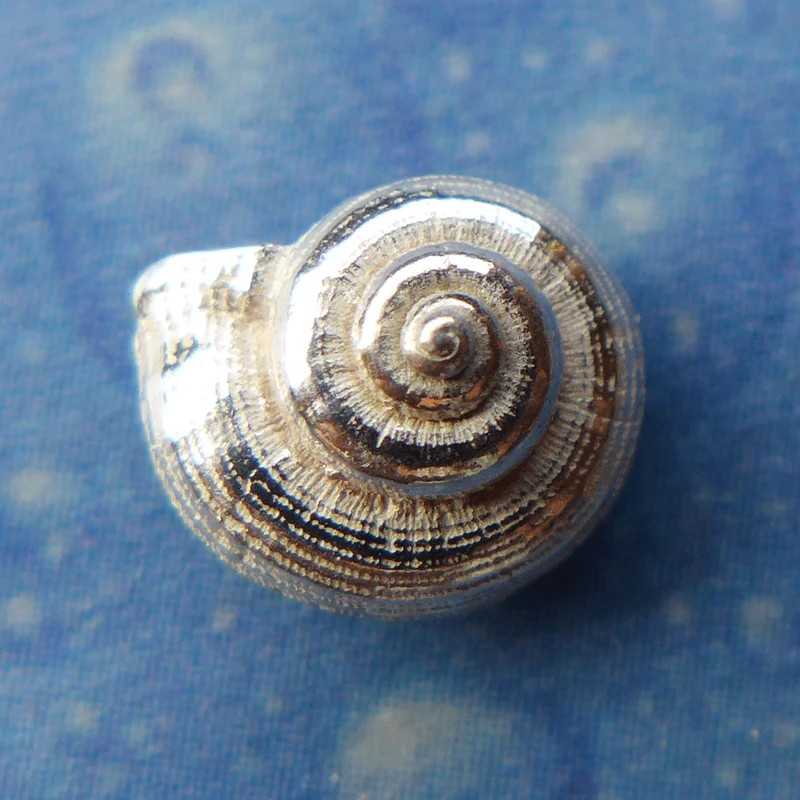 Urlaubs Feeling Schmuck Ohrstecker Schnecke lä