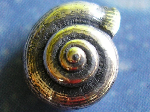 Urlaubs Feeling Schmuck Ohrstecker Schnecke lä